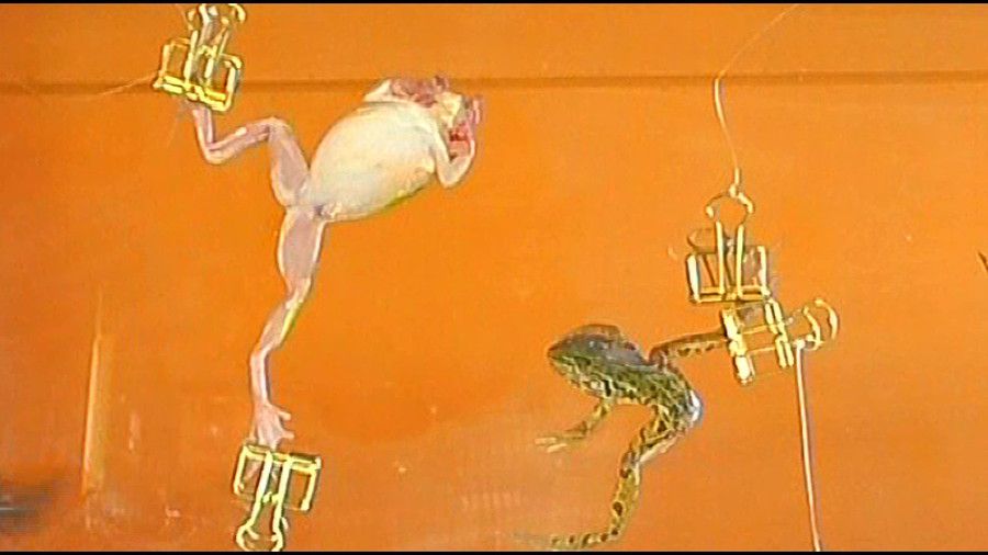 肌色・黒・赤・白の生ストッキングでカエルをグニャリと踏むツキメ様!　コオロギ踏みも!　サンプル画像04