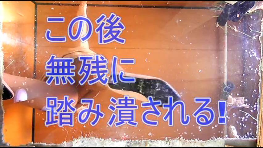 ニューフェイス・ミサト様のハイヒールがニシキゴイ・ザリガニ・ゴキブリを踏み潰す!　サンプル画像10