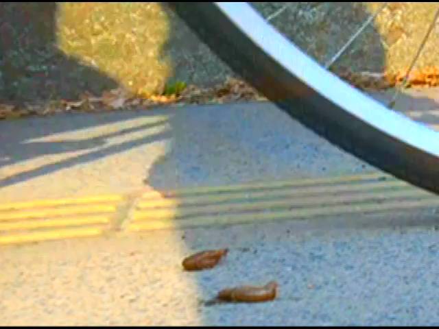 【復刻版】ハイソックスとローファーそして自転車のタイヤがザリガニを踏み潰す!(前編) サンプル画像03