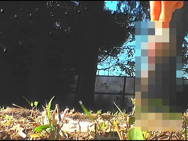 小さな生き物が女王様のパンプスやハイヒールサンダルで踏み潰される!中編　サンプル画像03