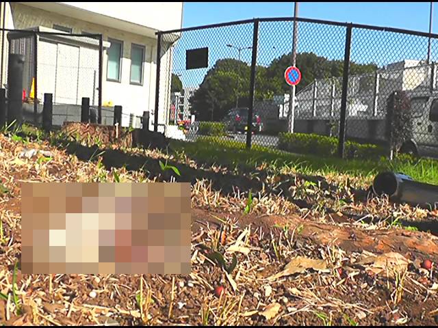小さな生き物が女王様のパンプスやハイヒールサンダルで踏み潰される!中編　サンプル画像07