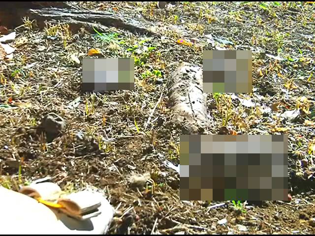 小さな生き物が女王様のパンプスやハイヒールサンダルで踏み潰される!後編　サンプル画像02