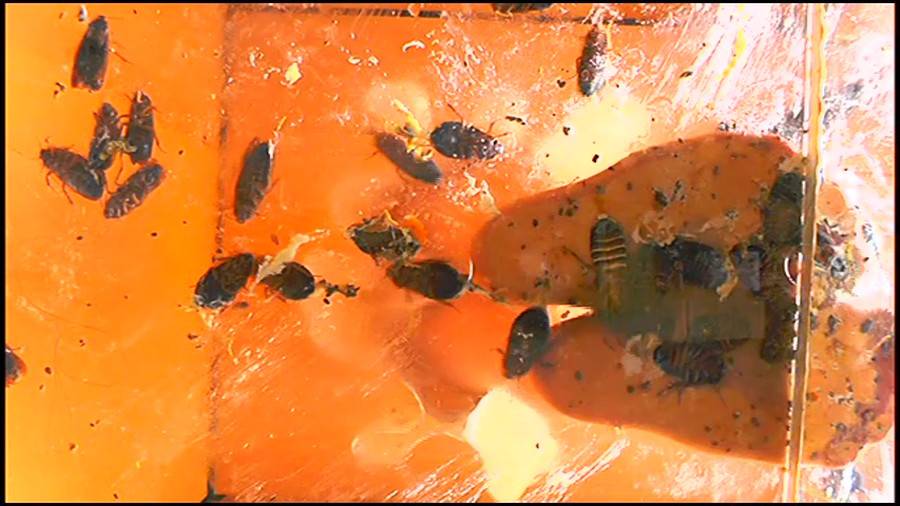 帰ってきた瀬川みおり様が巨大ゴキブリの大群を生ストッキングで踏みにじる !「スーパー・ワイド映像」で!!-前編- サンプル画像01
