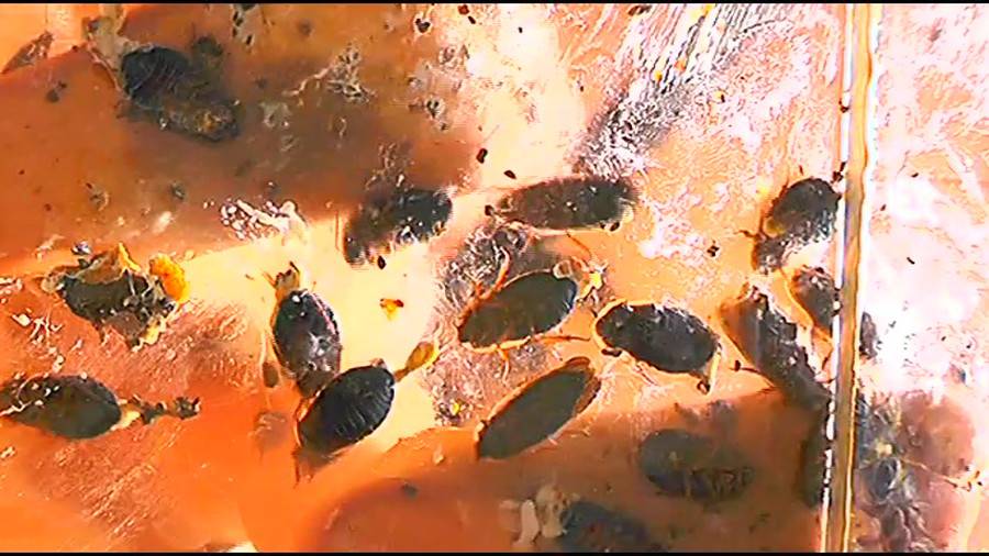 帰ってきた瀬川みおり様が巨大ゴキブリの大群を生ストッキングで踏みにじる !「スーパー・ワイド映像」で!!-前編- サンプル画像02