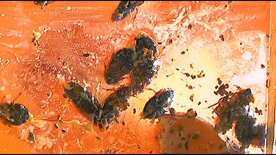 帰ってきた瀬川みおり様が巨大ゴキブリの大群を生ストッキングで踏みにじる !「スーパー・ワイド映像」で!!-前編- サンプル画像03