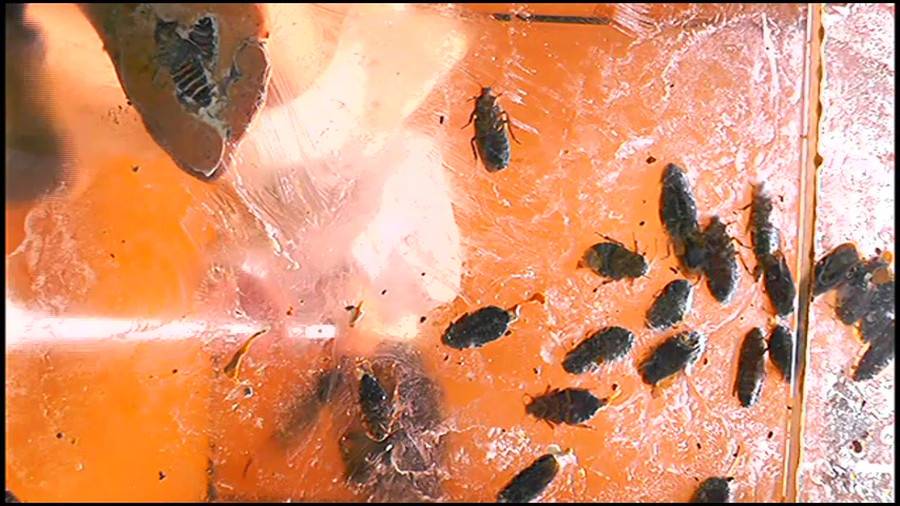 帰ってきた瀬川みおり様が巨大ゴキブリの大群を生ストッキングで踏みにじる !「スーパー・ワイド映像」で!!-前編- サンプル画像04
