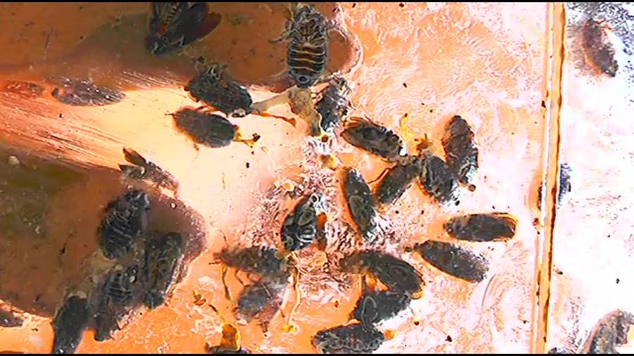 帰ってきた瀬川みおり様が巨大ゴキブリの大群を生ストッキングで踏みにじる !「スーパー・ワイド映像」で!!-前編- サンプル画像06