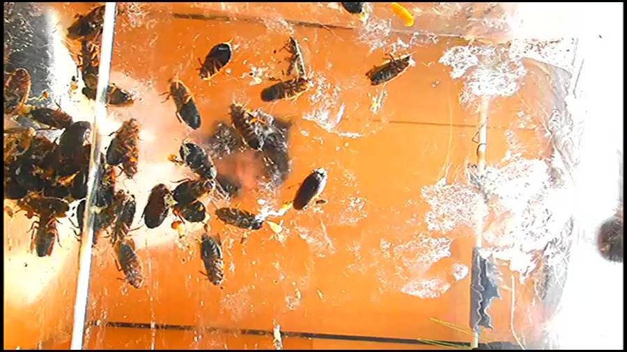 帰ってきた瀬川みおり様が巨大ゴキブリの大群を生ストッキングで踏みにじる !「スーパー・ワイド映像」で!!-前編- サンプル画像07