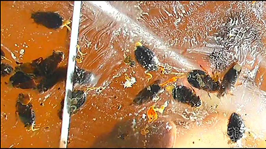 帰ってきた瀬川みおり様が巨大ゴキブリの大群を生ストッキングで踏みにじる !「スーパー・ワイド映像」で!!-前編- サンプル画像08