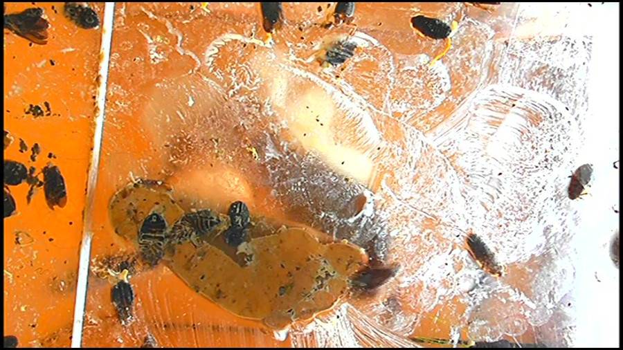 帰ってきた瀬川みおり様が巨大ゴキブリの大群を生ストッキングで踏みにじる !「スーパー・ワイド映像」で!!-前編- サンプル画像09