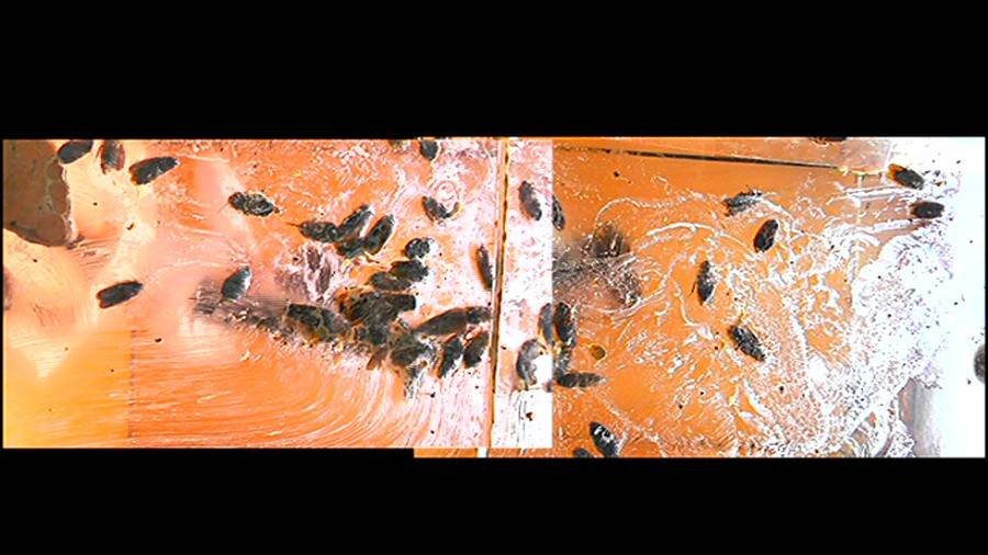 帰ってきた瀬川みおり様が巨大ゴキブリの大群を生ストッキングで踏みにじる !「スーパー・ワイド映像」で!!-前編- サンプル画像11