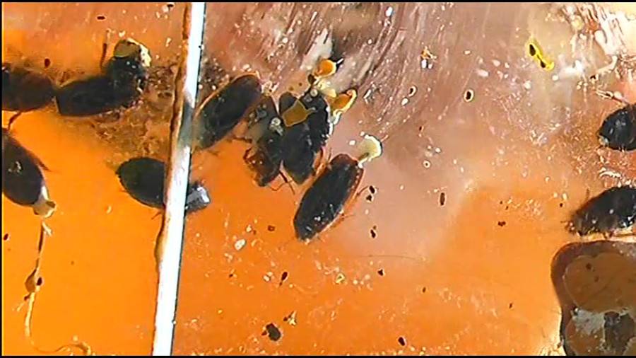 帰ってきた瀬川みおり様が巨大ゴキブリの大群を生ストッキングで踏みにじる !「スーパー・ワイド映像」で!-後編-　サンプル画像12