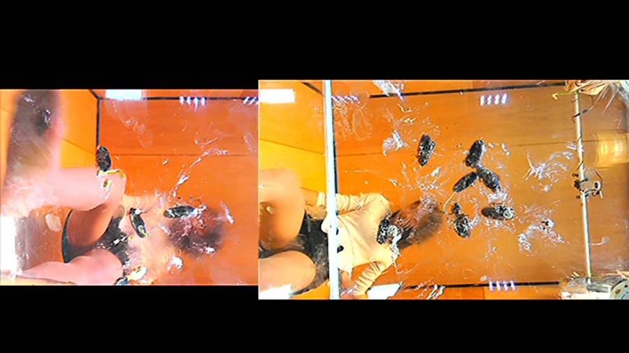 黒髪女性が生ストッキングで巨大ゴキブリを踏み潰す!!-前編- サンプル画像03