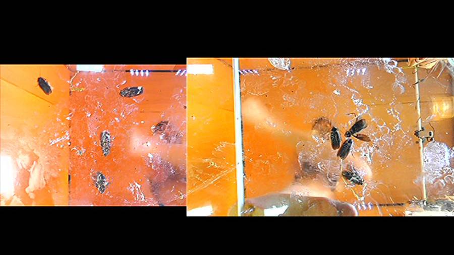 黒髪女性が生ストッキングで巨大ゴキブリを踏み潰す!!-前編- サンプル画像04