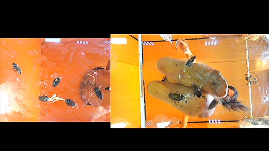 黒髪女性が生ストッキングで巨大ゴキブリを踏み潰す!!-前編- サンプル画像05