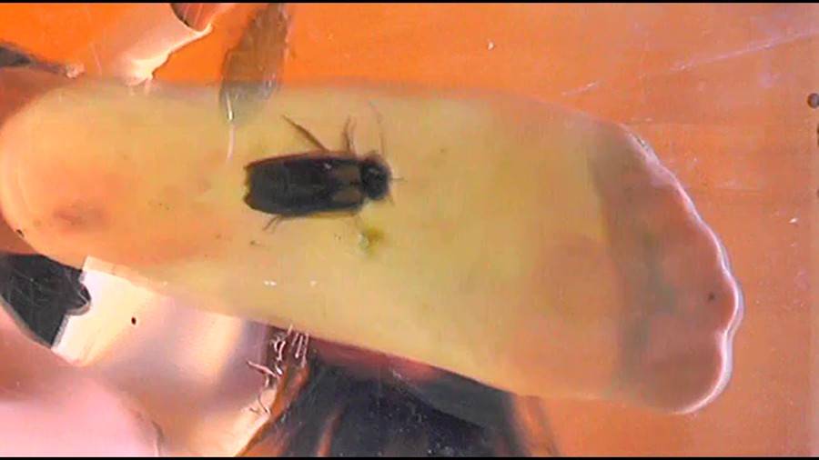 黒髪女性が生ストッキングで巨大ゴキブリを踏み潰す!!-前編- サンプル画像09
