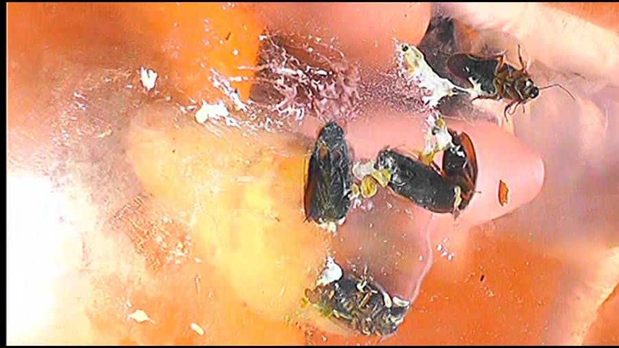 黒髪女性が生ストッキングで巨大ゴキブリを踏み潰す!!-前編- サンプル画像10