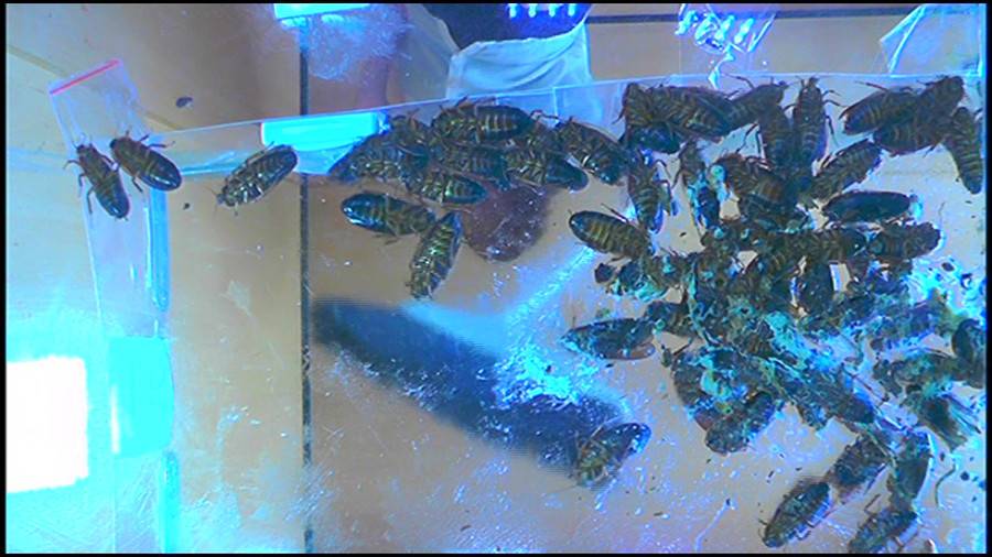 25cmパンプスの瑠伊様が巨大ゴキブリの大群をグチャグチャと踏み潰す!!-前編- サンプル画像02