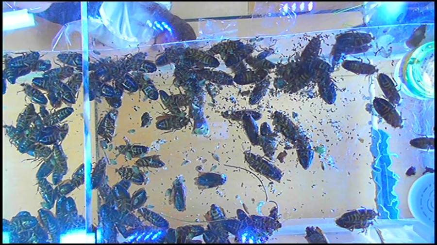 25cmパンプスの瑠伊様が巨大ゴキブリの大群をグチャグチャと踏み潰す!!-前編- サンプル画像04