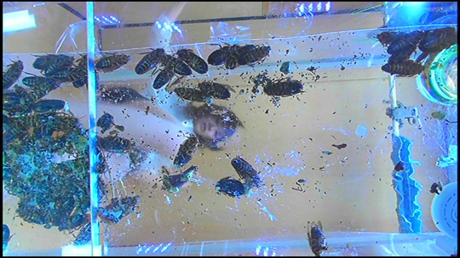 25cmパンプスの瑠伊様が巨大ゴキブリの大群をグチャグチャと踏み潰す!!-前編- サンプル画像06