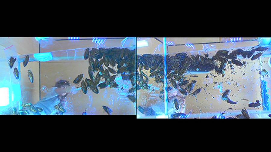 25cmパンプスの瑠伊様が巨大ゴキブリの大群をグチャグチャと踏み潰す!!-前編- サンプル画像08