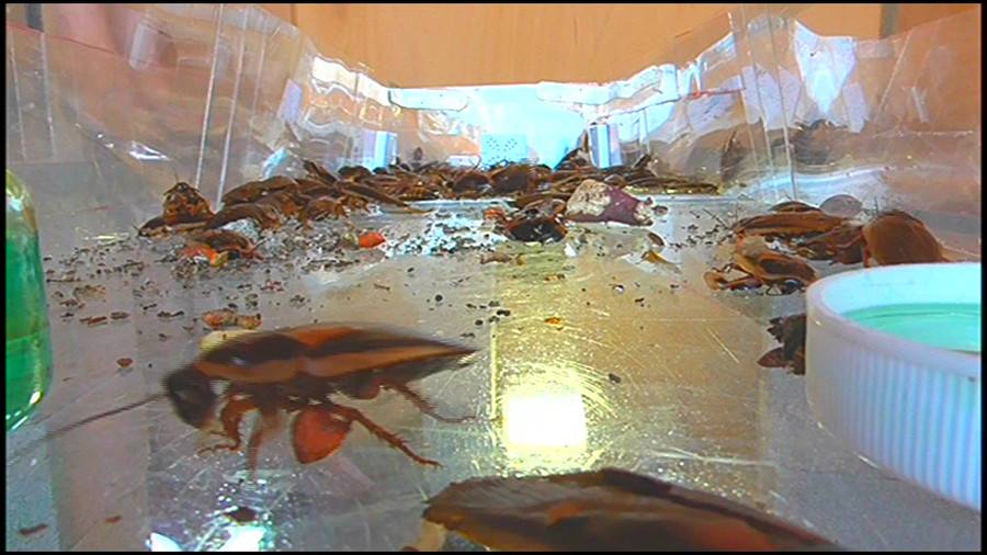 25cmパンプスの瑠伊様が巨大ゴキブリの大群をグチャグチャと踏み潰す!!-中編-　サンプル画像02