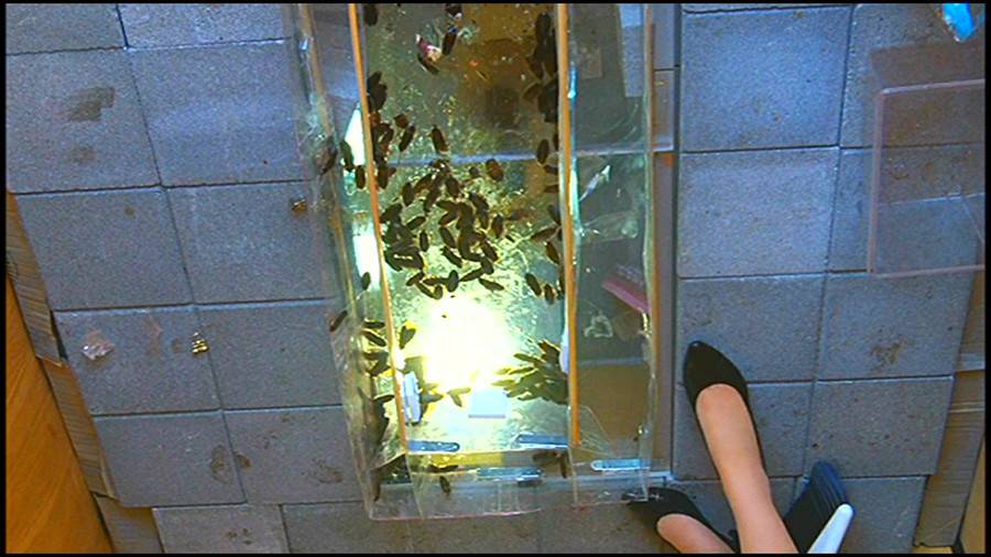 25cmパンプスの瑠伊様が巨大ゴキブリの大群をグチャグチャと踏み潰す!!-中編-　サンプル画像12