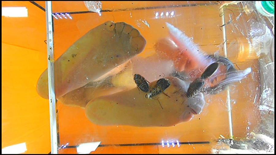 黒髪女性が巨大ゴキブリを一匹ずつ全体重をかけグリグリと生ストッキングで踏む!-中編-　サンプル画像09