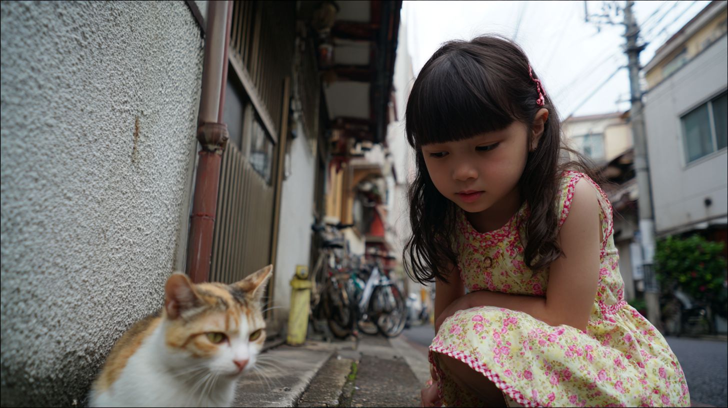 猫と少女　絵画　2026年05月18日　美術　画像