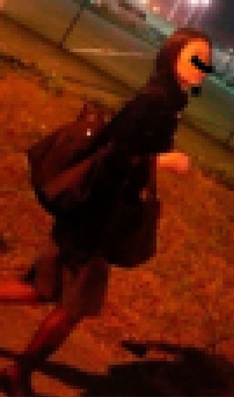 お仕事終わりの美人CAさまに密着！！292 サンプル画像