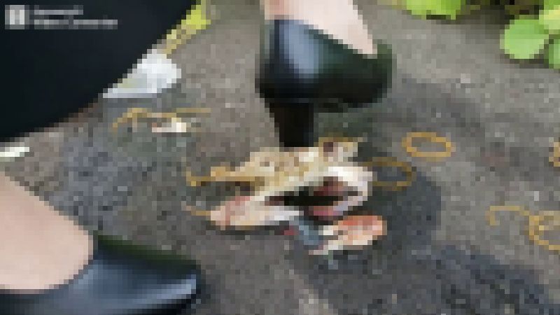 詩歩ちゃん３－３蟹一匹目＋残骸と葉っぱ サンプル画像