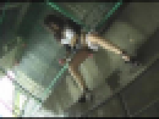 【ジャネス】Ｍ嬢ゲリラ露出 #060 DFTA-047-03　サンプル画像1