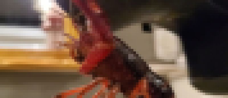 「れいちゃん」初体験パンプス サンプル画像