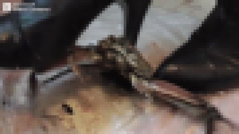ひよりんの蟹クラ３ / ぶーちゅ サンプル画像