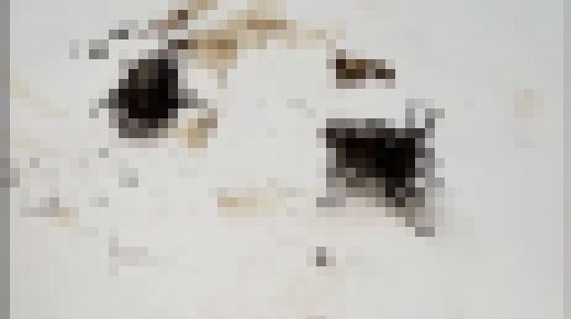 【接写映像】女子大生Mさんのカブトムシクラッシュ動画　サンプル画像1