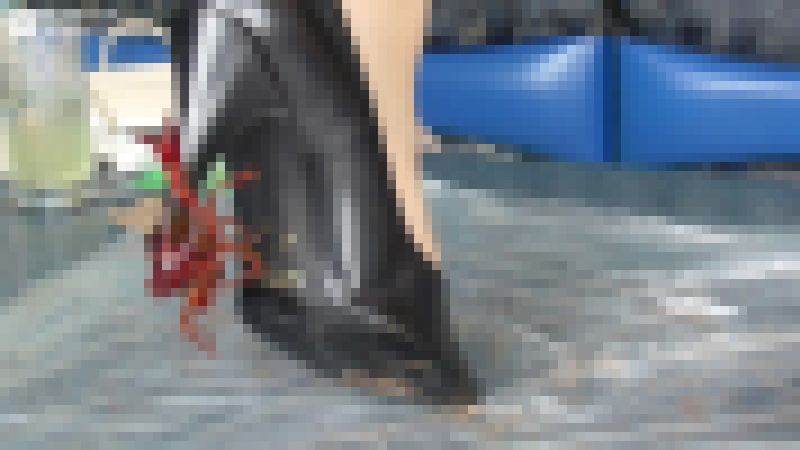 処女とザリガニ３－３ サンプル画像