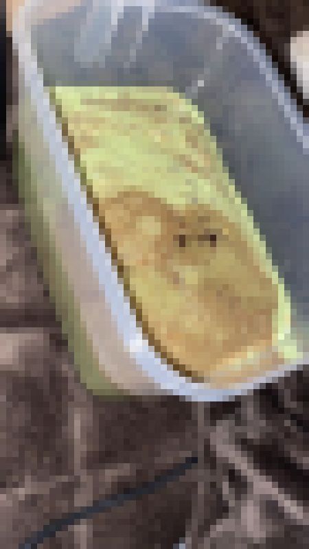 【大量】5.5Lの透明タッパーに豪快に嘔吐！　サンプル画像2