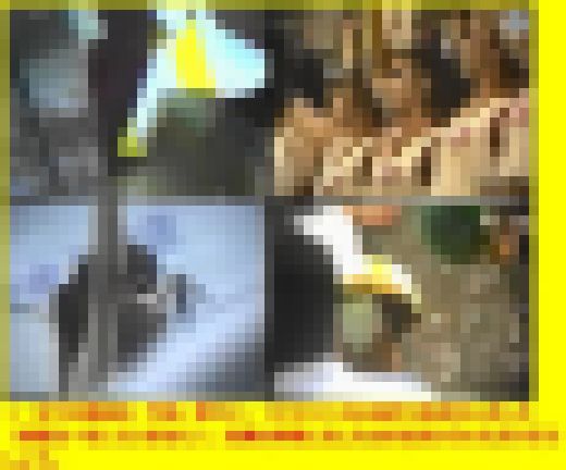 AI2904／「〔極限的画質盤〕黄金のチアガール伝説（４）」　サンプル画像2