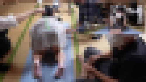 四つん這い状態から笑い狂う度にデカ乳をブランブランさせて引き攣る女子さん(完全オリジナル) サンプル画像