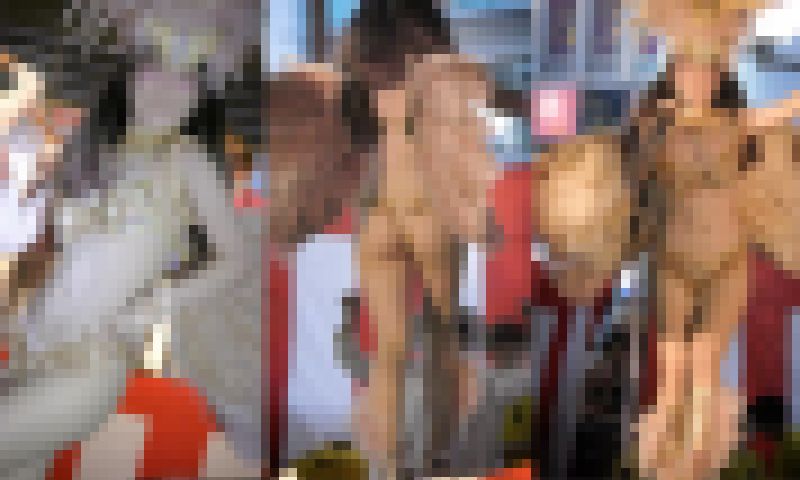 【フェチ動画】超新星のパールピンク！すべすべ美肌美尻揺らす可愛いむっちり女子大生サンバダンサー vol.5 サンプル画像