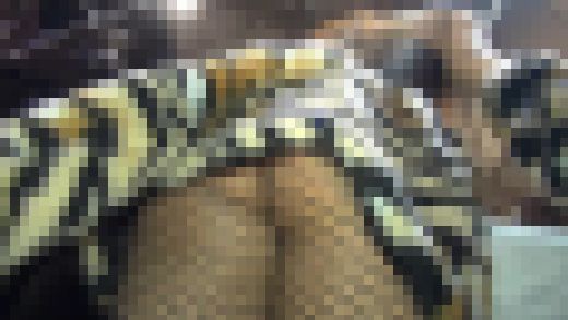 ローアンキャンギャルコレクション494　サンプル画像3