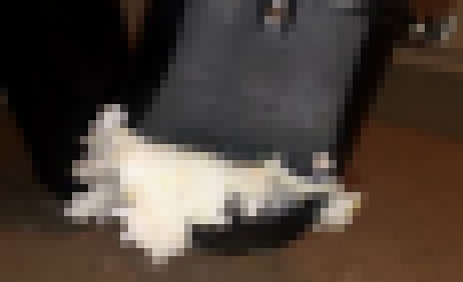パンプスで寿司踏み潰し2　サンプル画像3