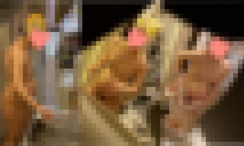 素敵な妊婦さん、ワインコルクみたいな乳首と顔を埋めたい程の剛毛です サンプル画像