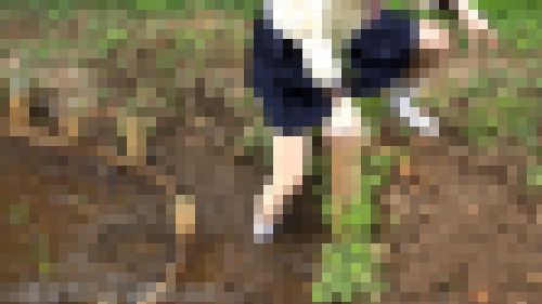 田んぼで白いソックスを汚すフェチ動画f894 サンプル画像