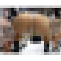 【ノーブラ乳首透け】勃起乳首×鬼食い込みTバックを完全開放!!ド変態美女の激シコ仕草連発でフル勃起不可避!! 画像