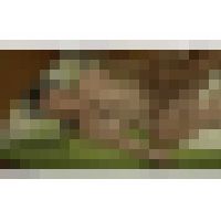 奥様はなりふり構わずチンコを狙い、握ってしゃぶって、ねじり込み、最後は中出し射精！　Part 4 サンプル画像