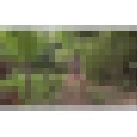 ハイグレ人間になって体が勝手に恥ずかしい動きをしてしまう サンプル画像