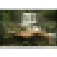 【記録映像】若妻野外浣腸　蝋責め踊り喰いの刑 サンプル画像