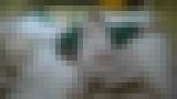 �E�Ζ���P No.21 �E �� �Q����e�q �O�ҁ@�T���v���摜07