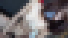 4298598 【無修正】360度の美が虎視眈々と出張中中年おじさんを逆ナン。ホテルへ連れさられて中出し。賢者チンポを絶えず咥えて精子根こそぎ絞り出す！　サンプル画像02